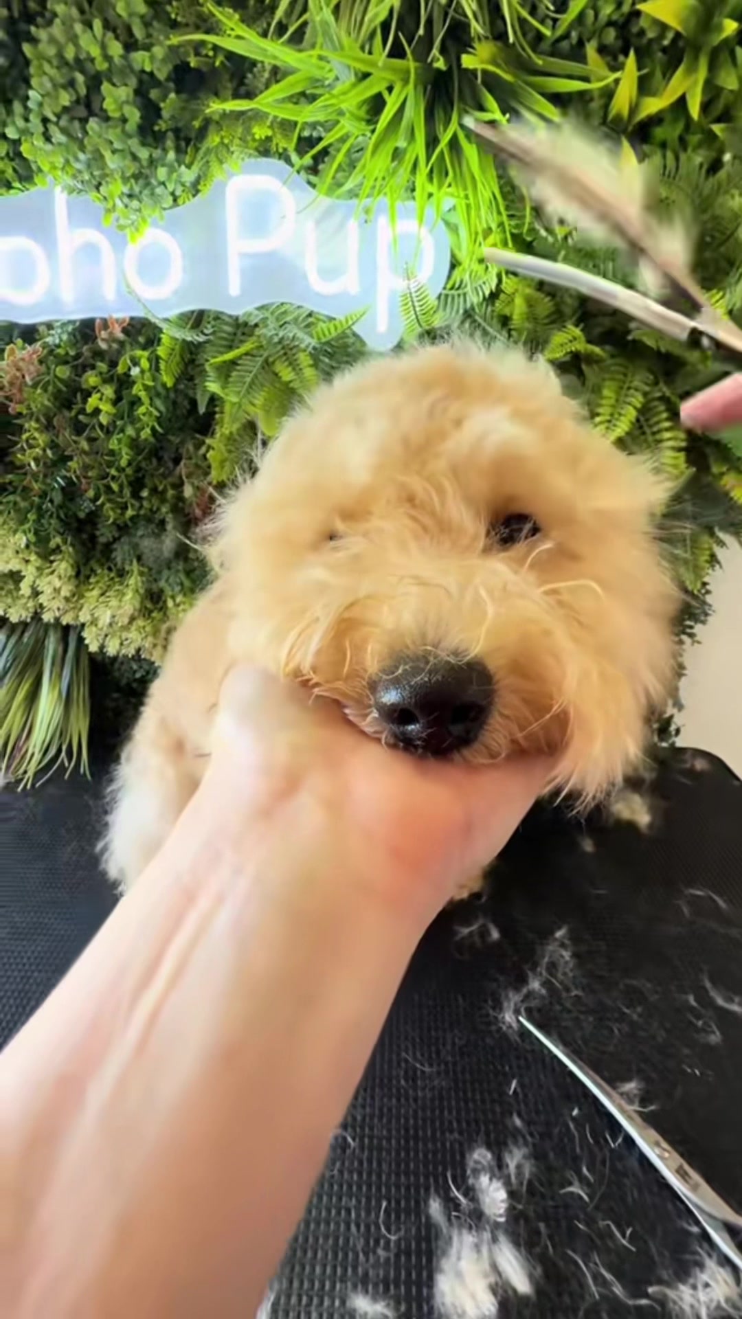 @Boho Pup