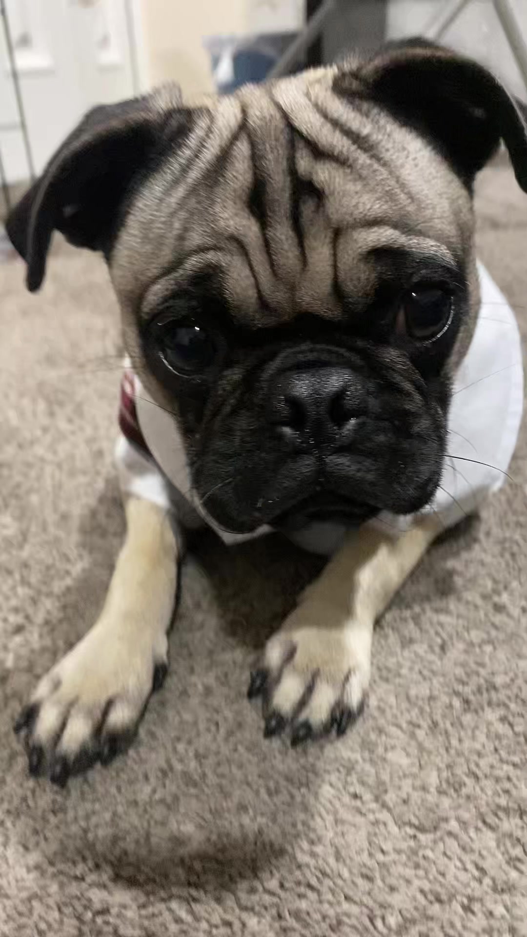 @Puggo ❤️