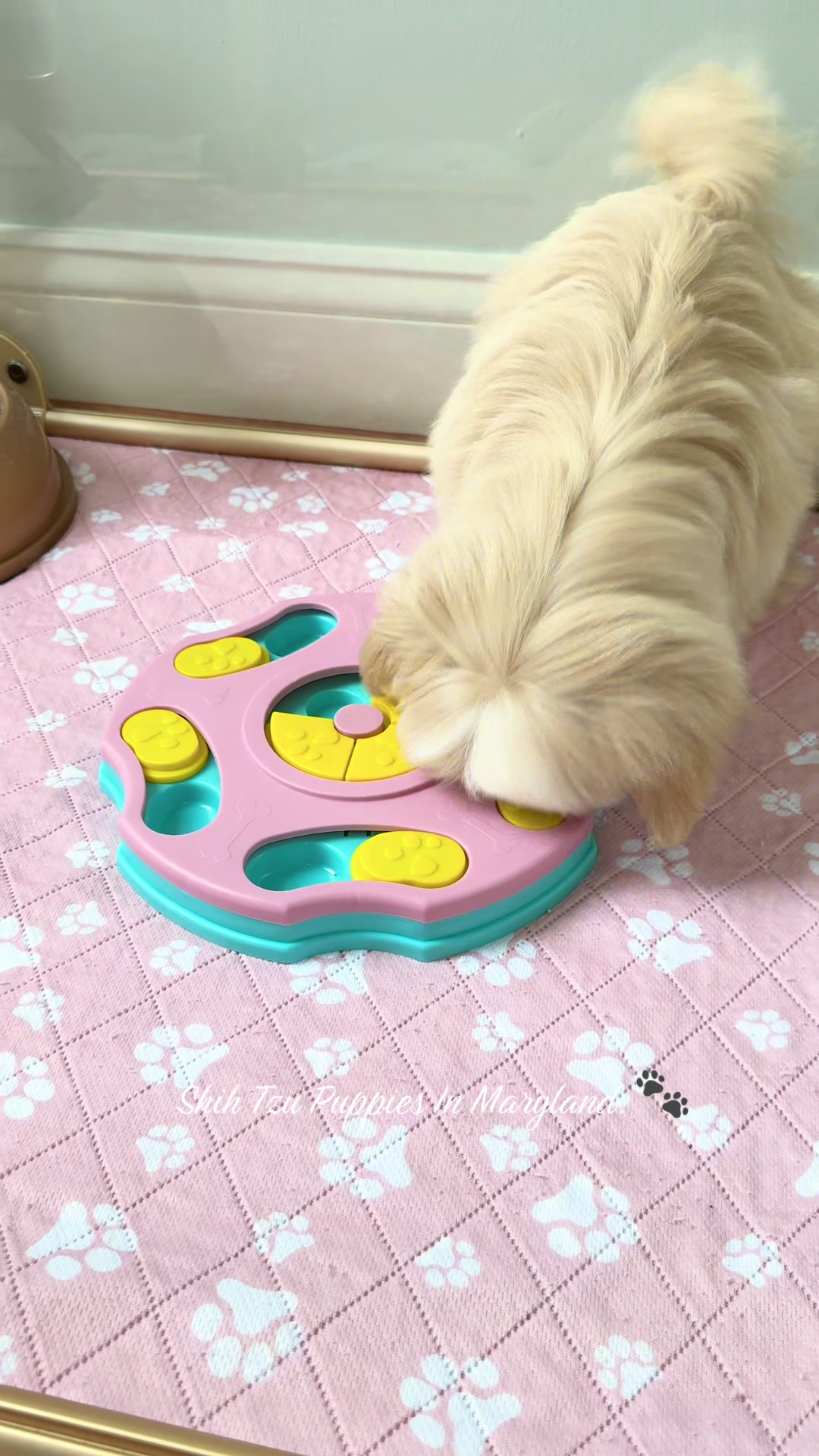 @Shih Tzu Puppies in Maryland