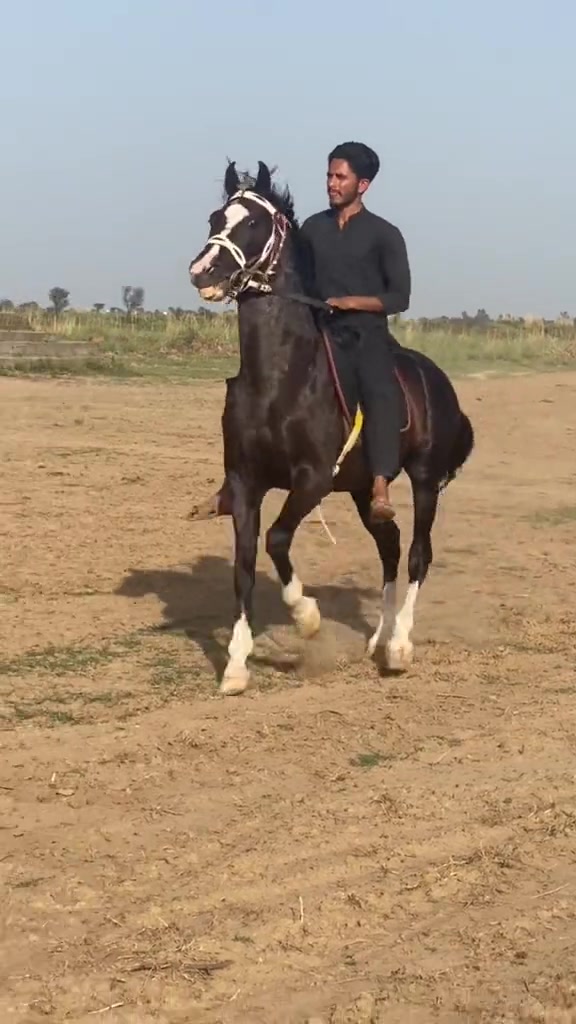 @Ch Hammad bokan ♥️🐎