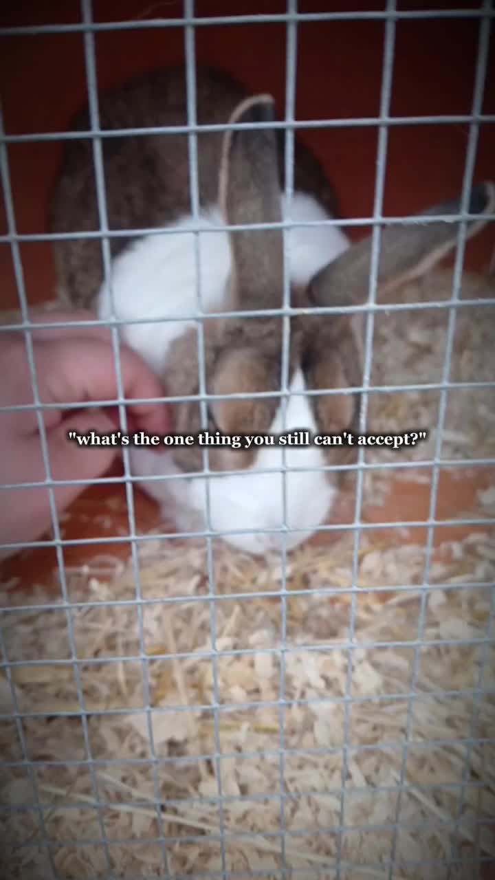@Lyla,Loki,Misty&Luna💖