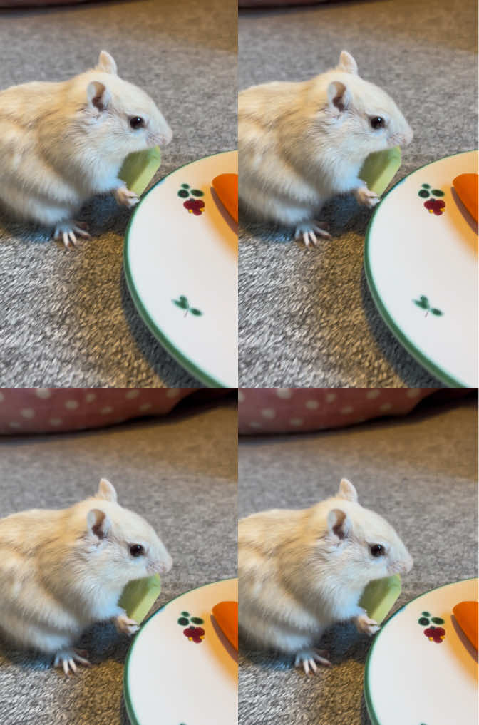 @Jenny&Skippi🐿️ TeamV🐿️u🦔🏰