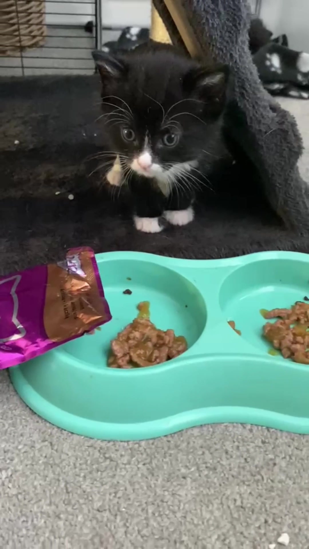 @Chloe Cat