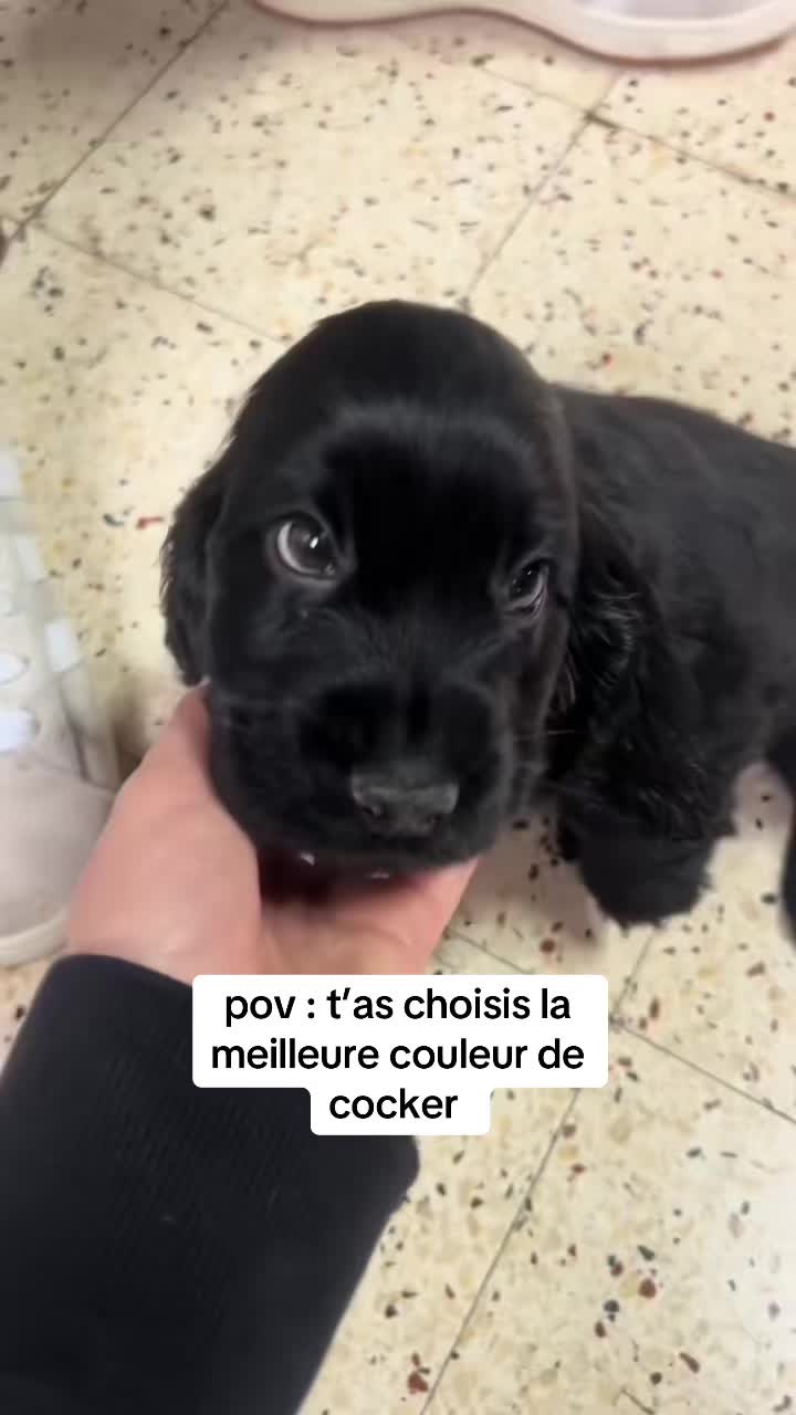 @coeur.de.cocker