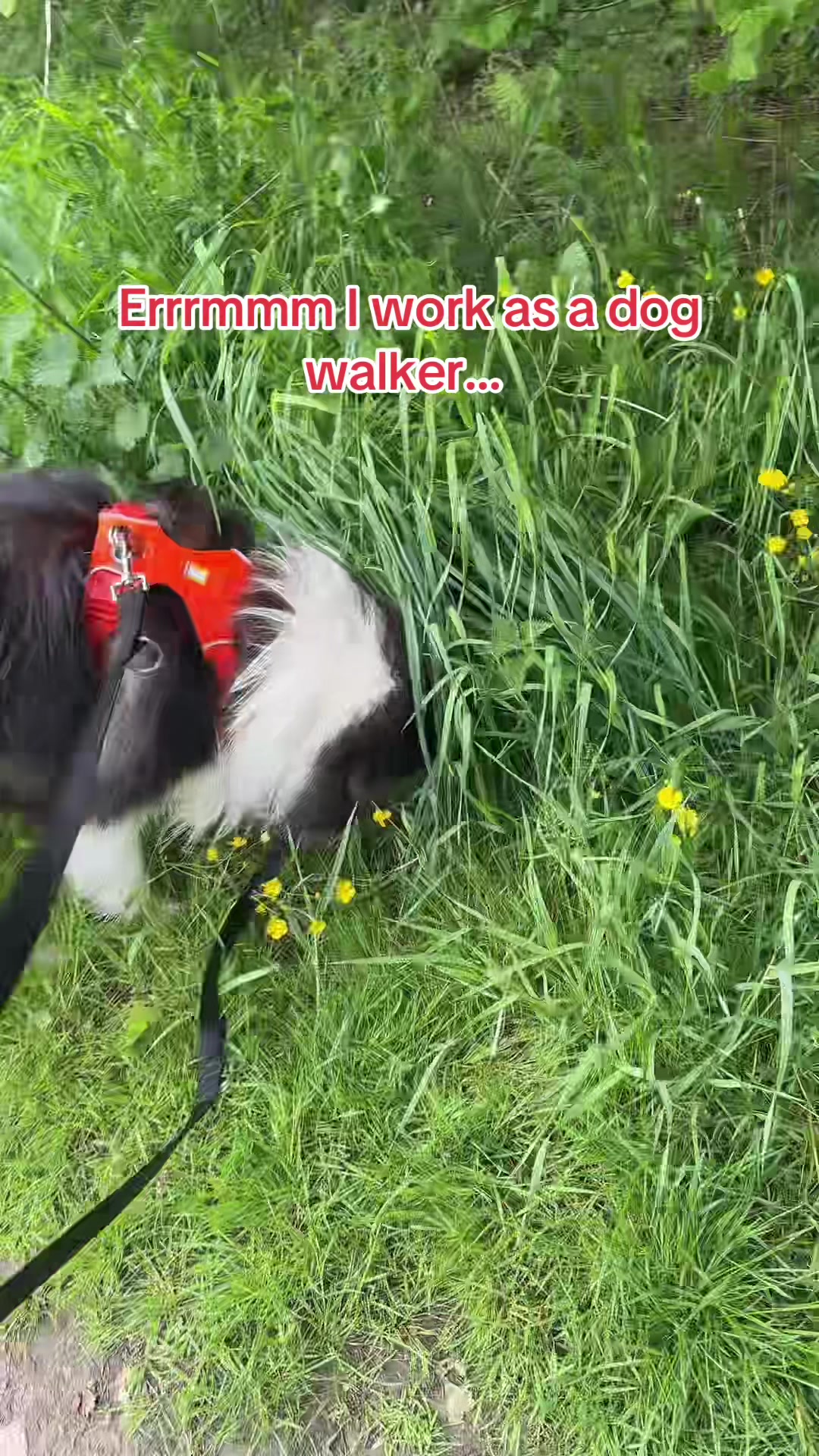 @Cola_the_angeldragon ❤️🖤