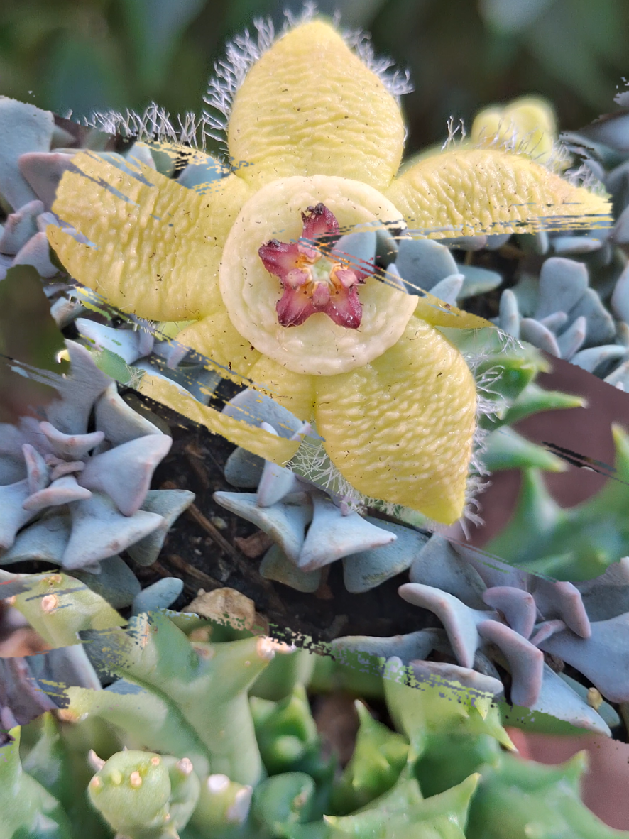 @Succulent_ninja