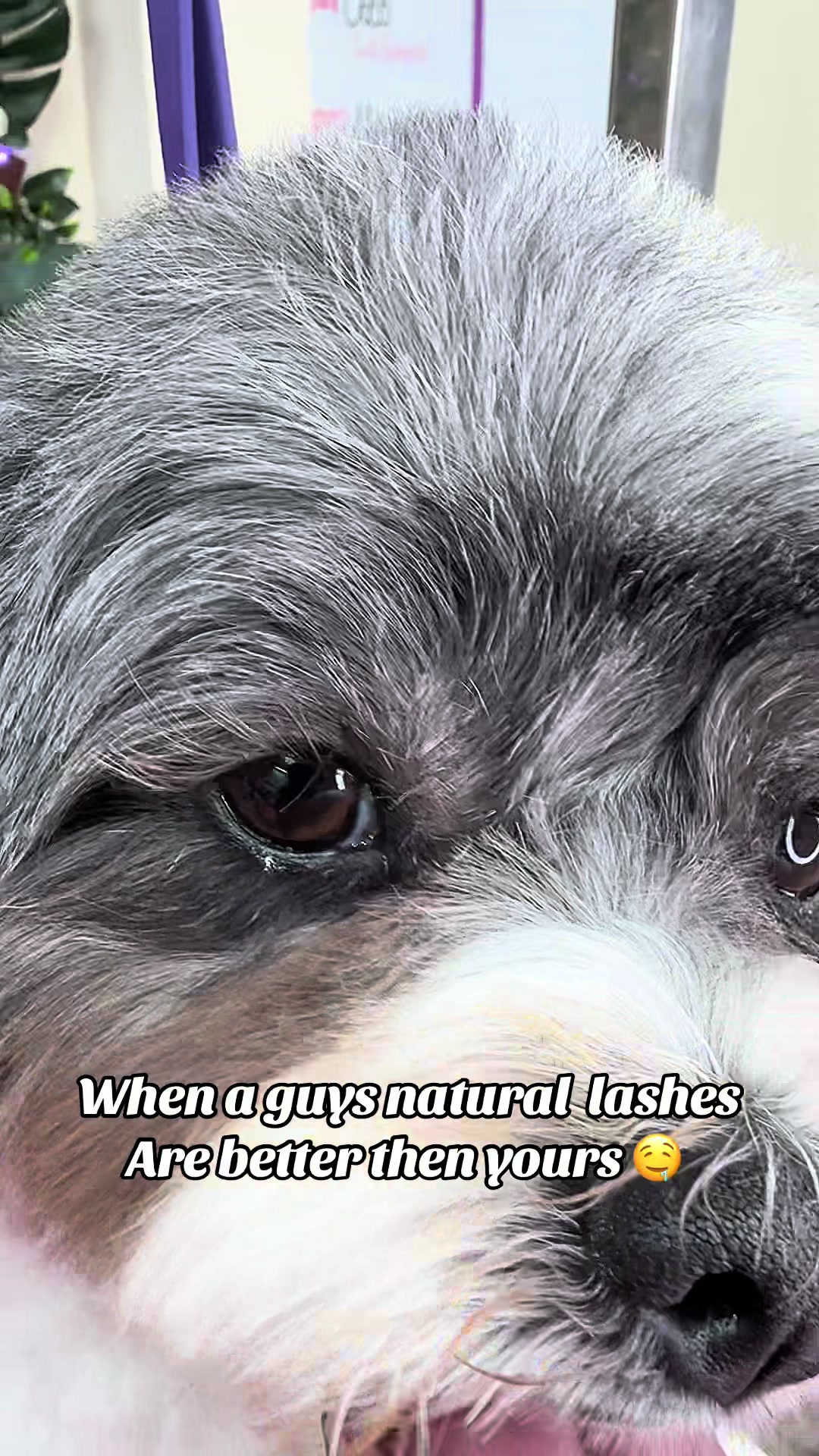 @fusionpetstylez