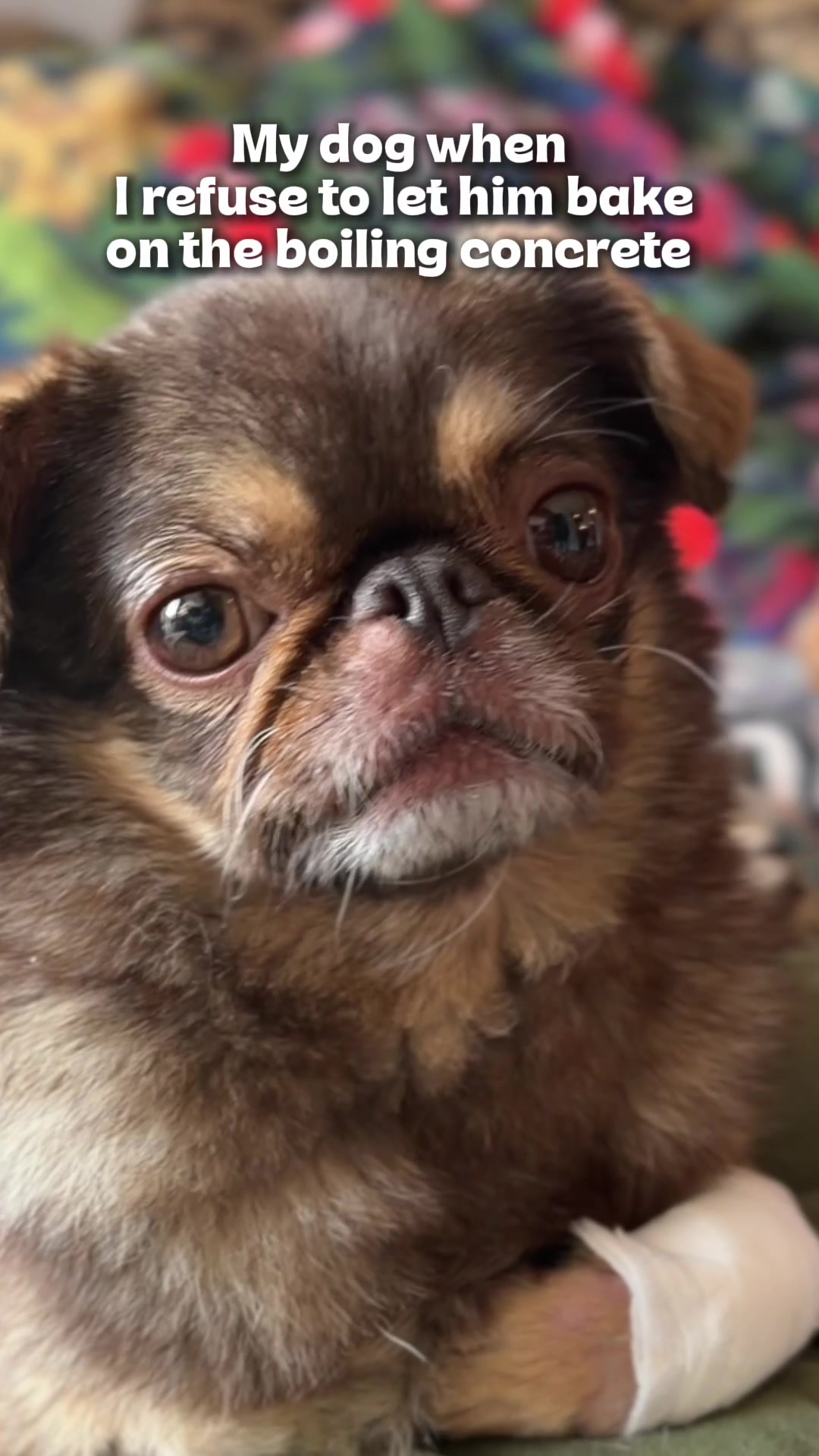 @ChilliThePug