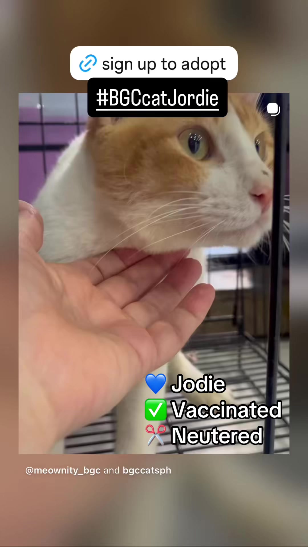 @Cats of BGC