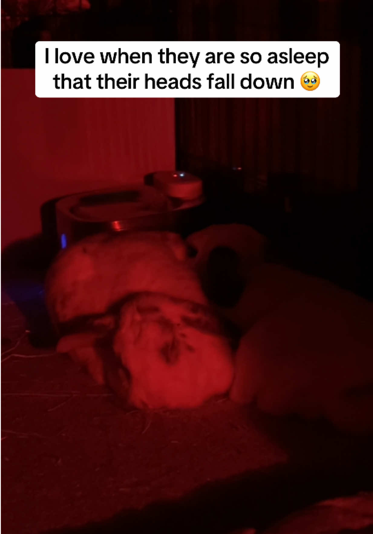 @Bun, two, three, four