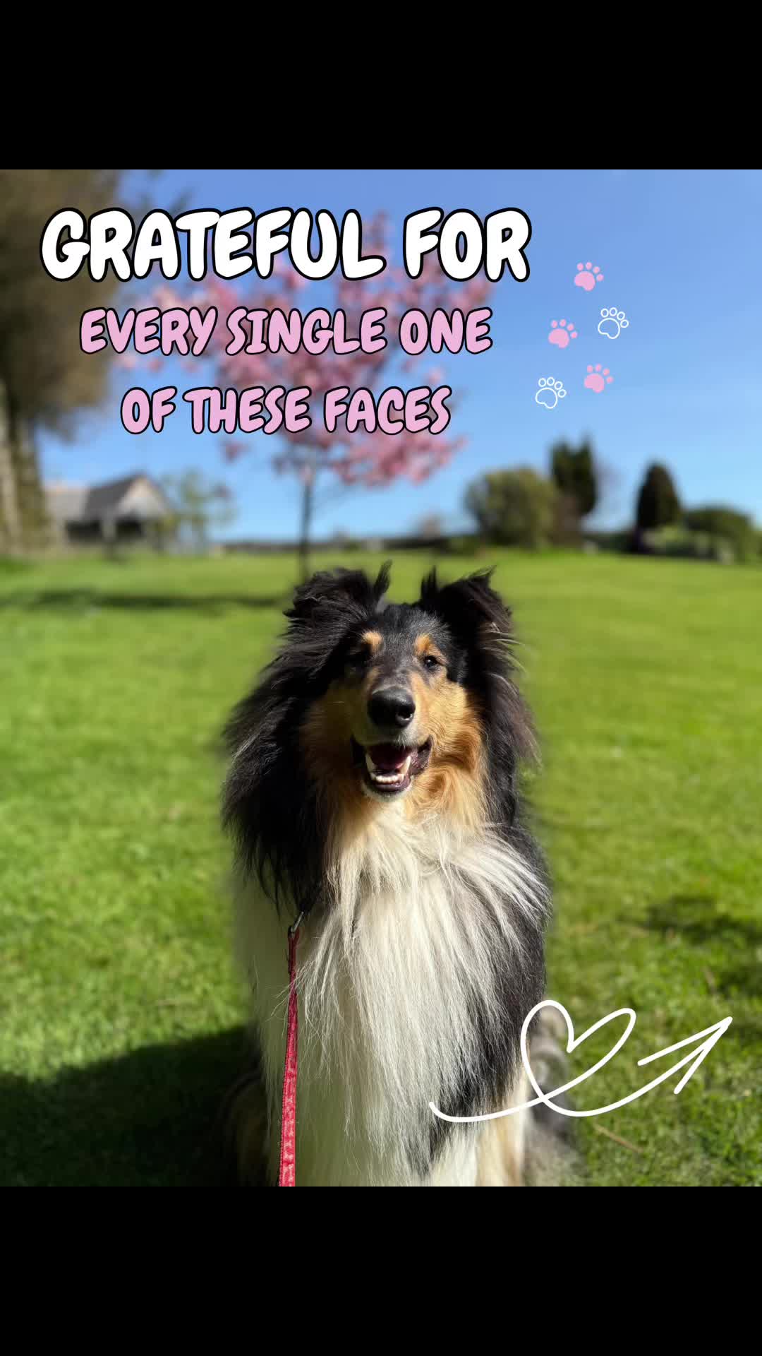 @Paws & Unwind | dog walker