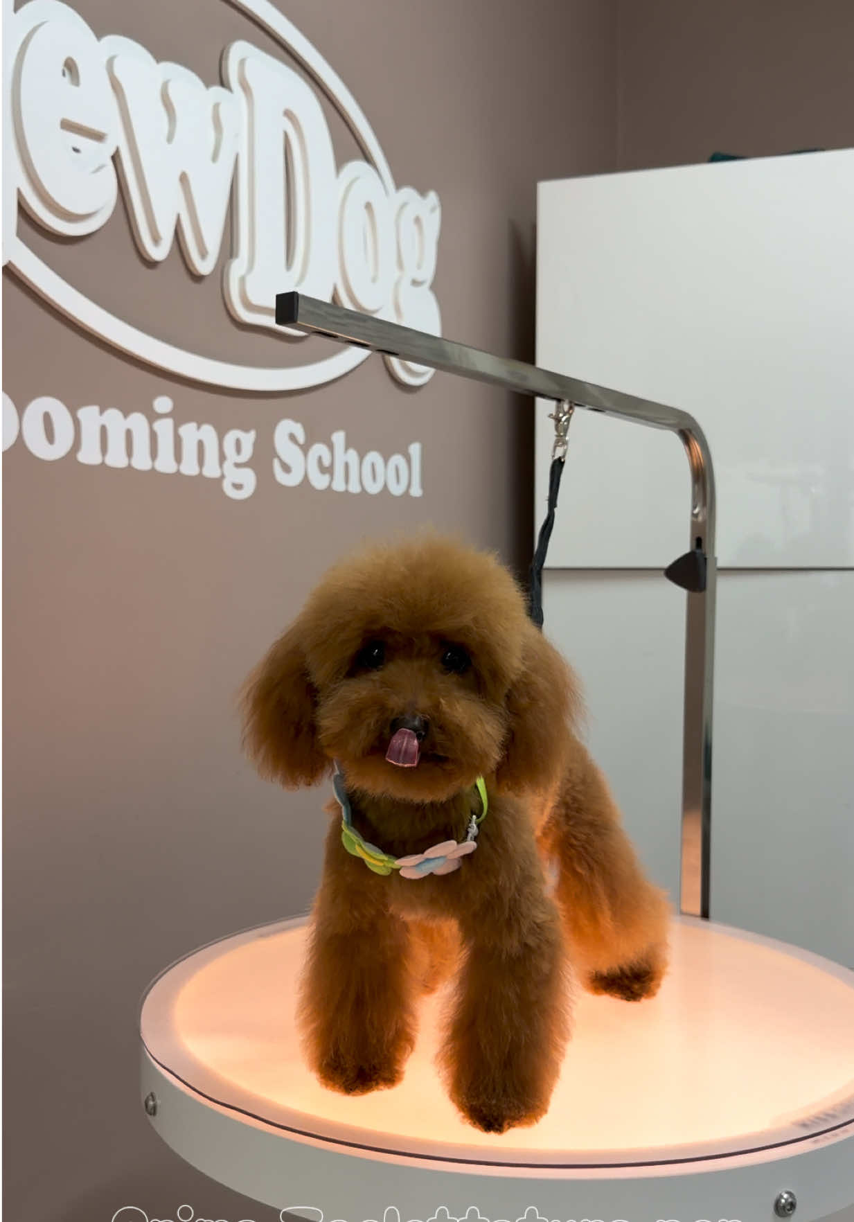 @NewDog Toelettatura & Pet Shop