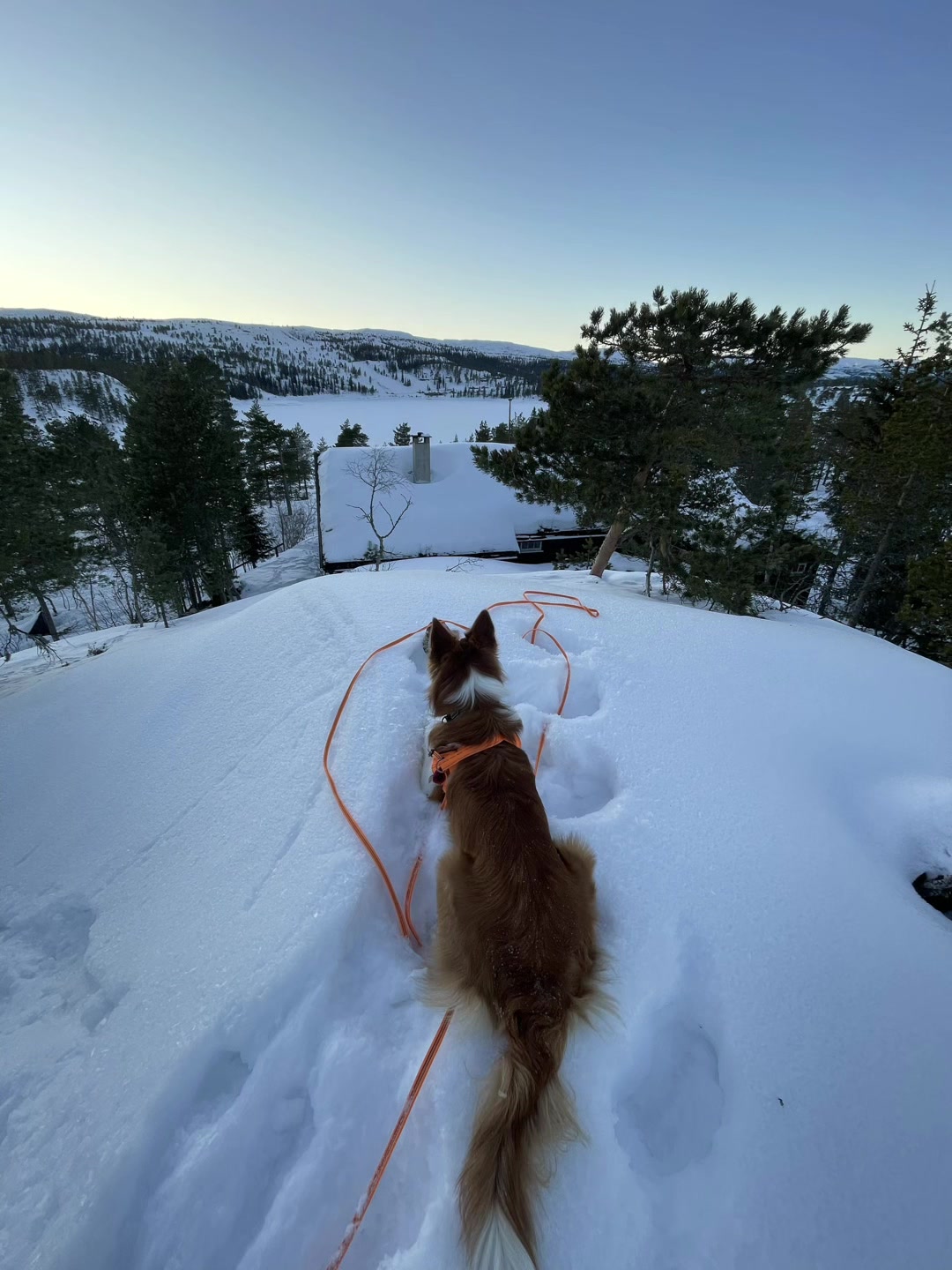 @Border Collie Bantay