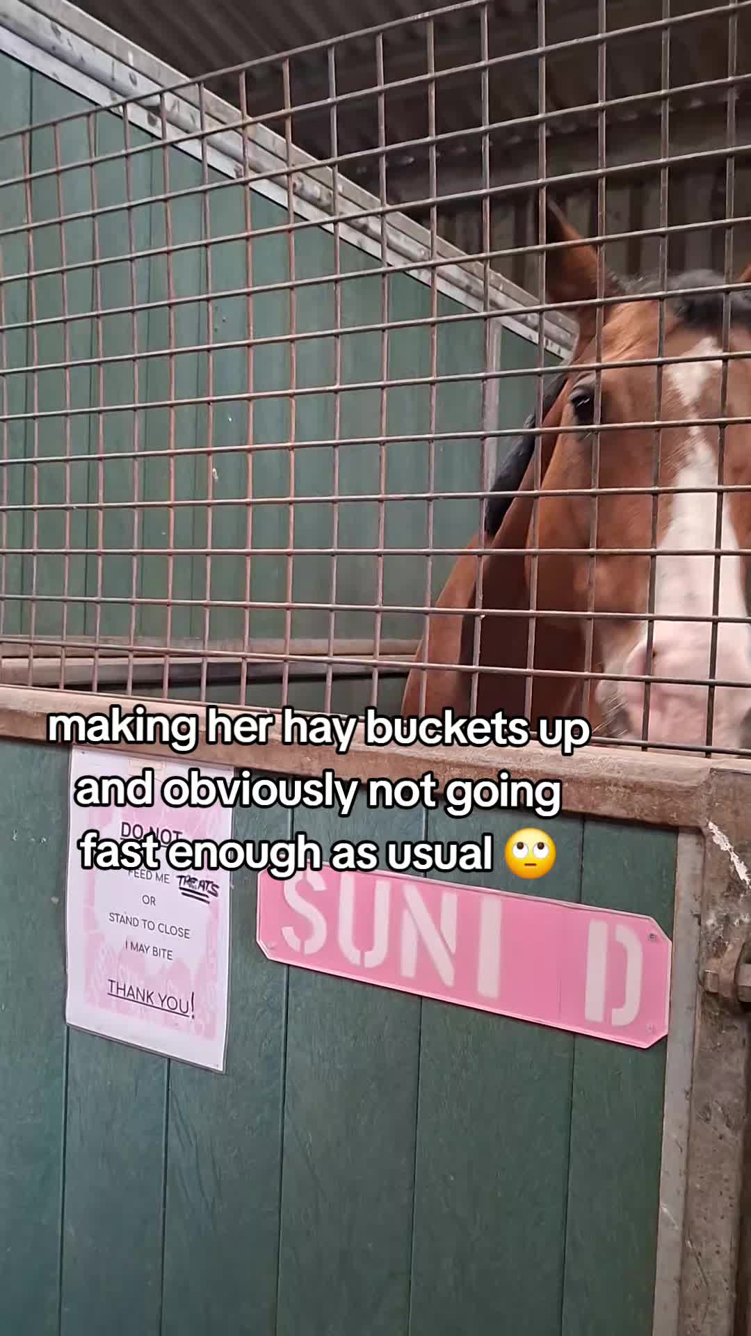 @Life with Suni D 🐴