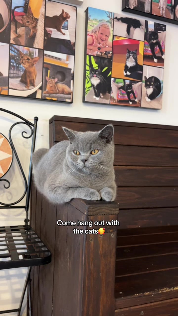 @crazycatcafe
