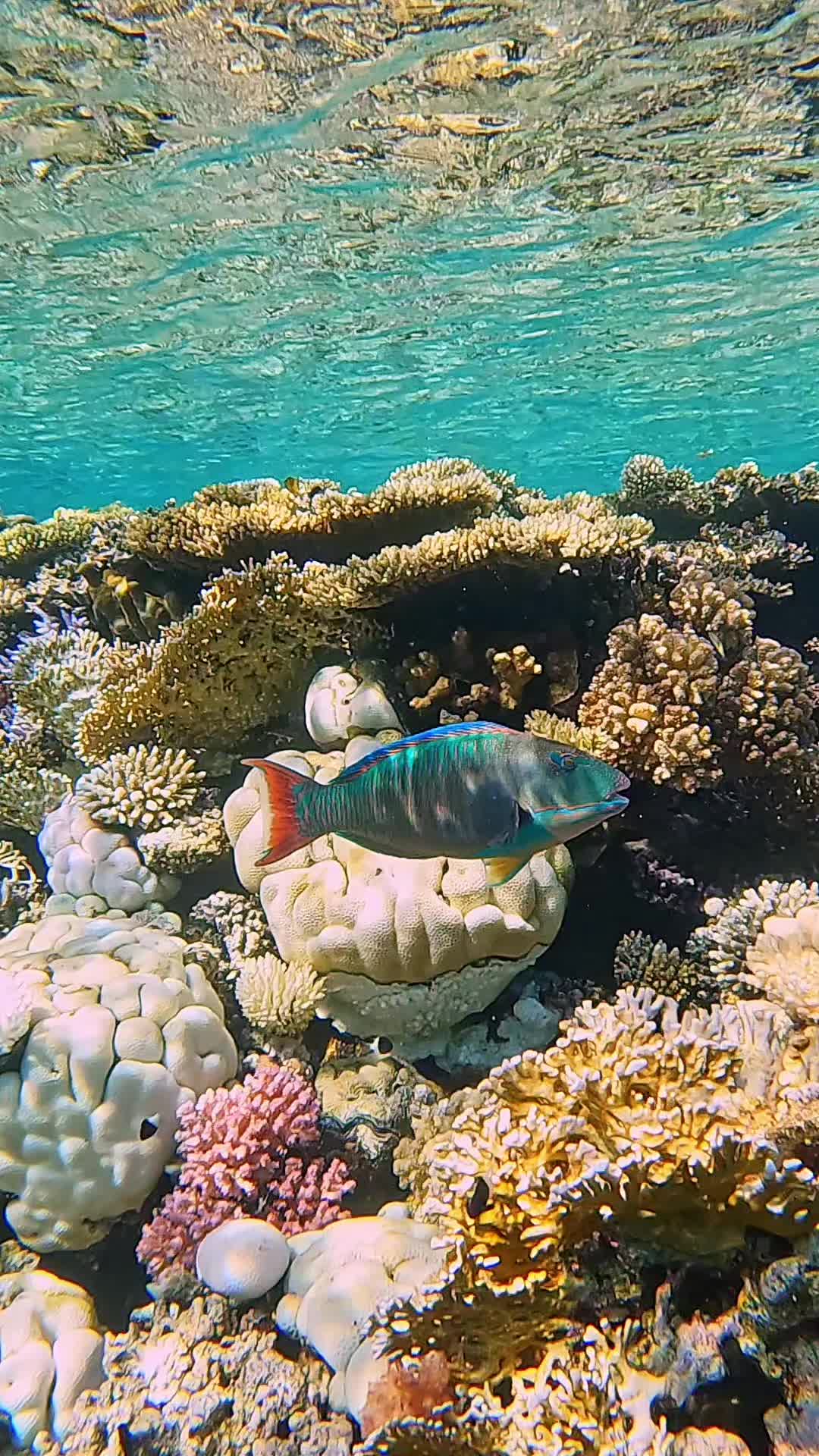 @Our Underwater Universe