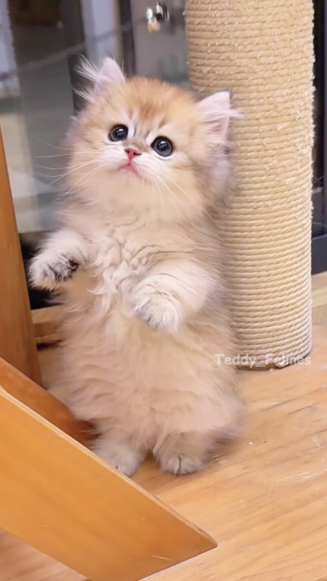 @Teddy_Felines 🧸🐾