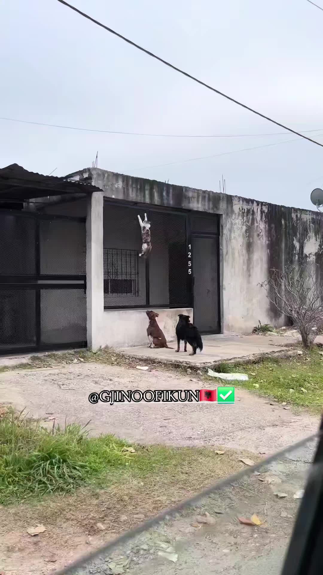 @GJINOOFIKUN🇦🇱✅️