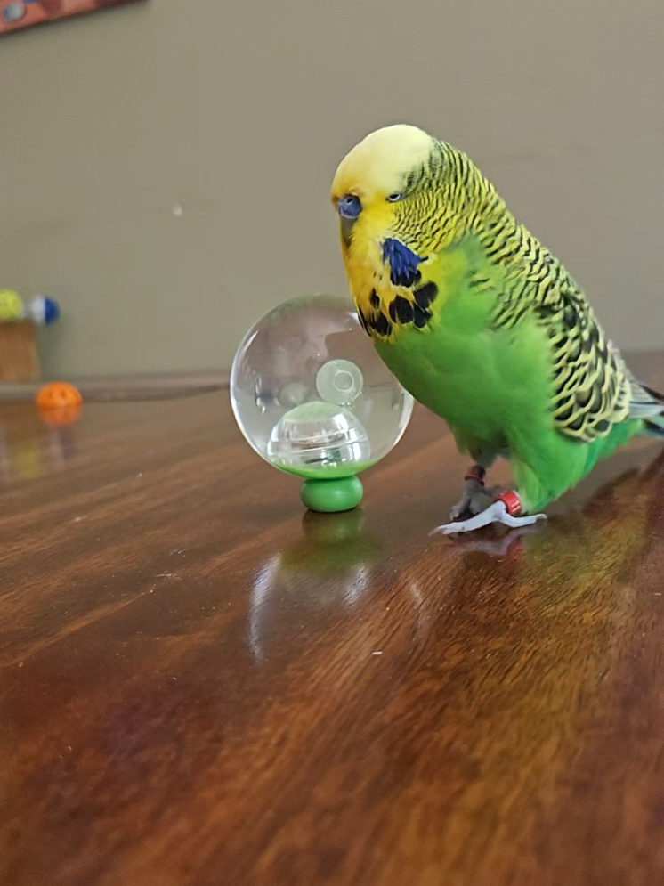 @Run Slow-Mo Charlie🦜