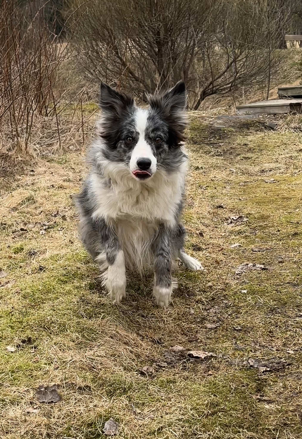 @bordercollieMuse