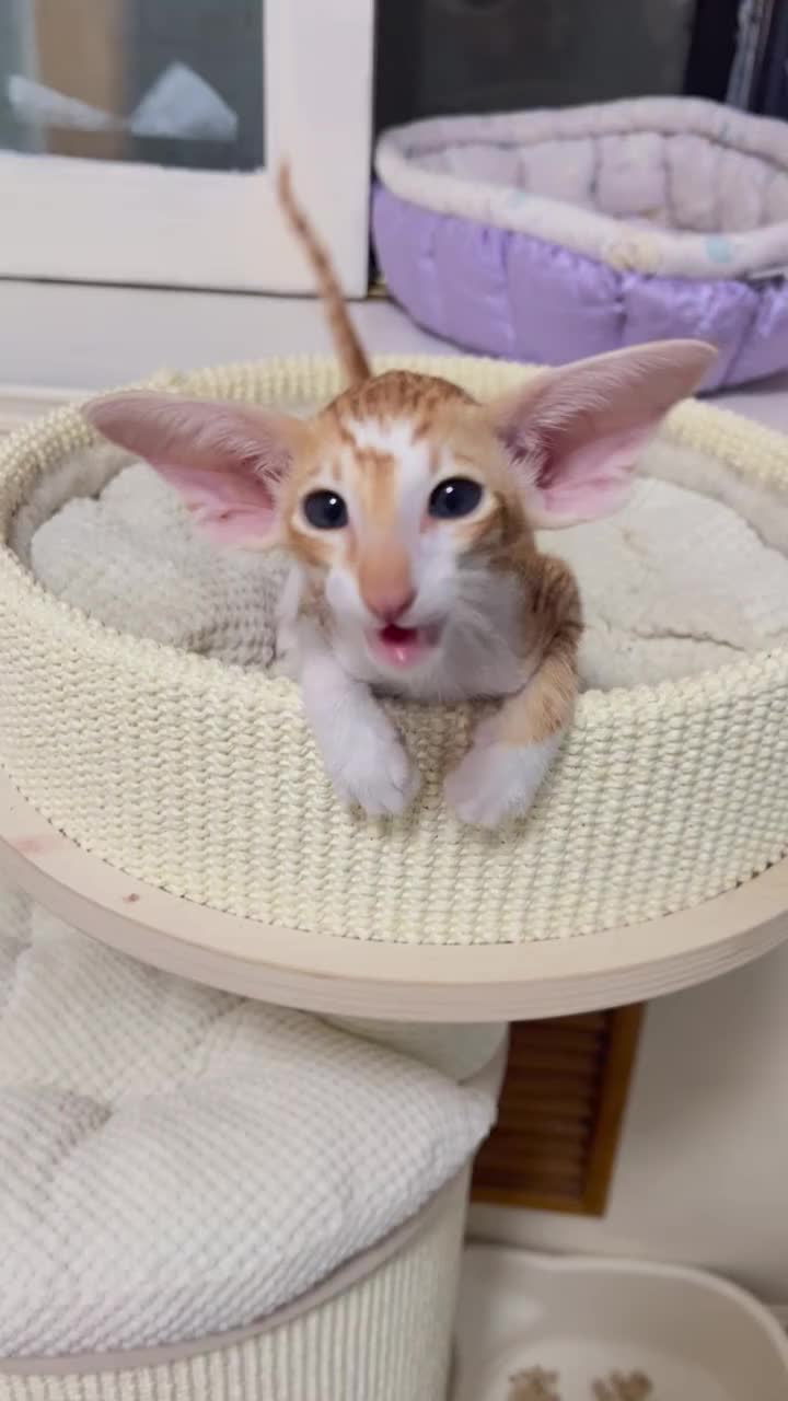 @catnipcrazee