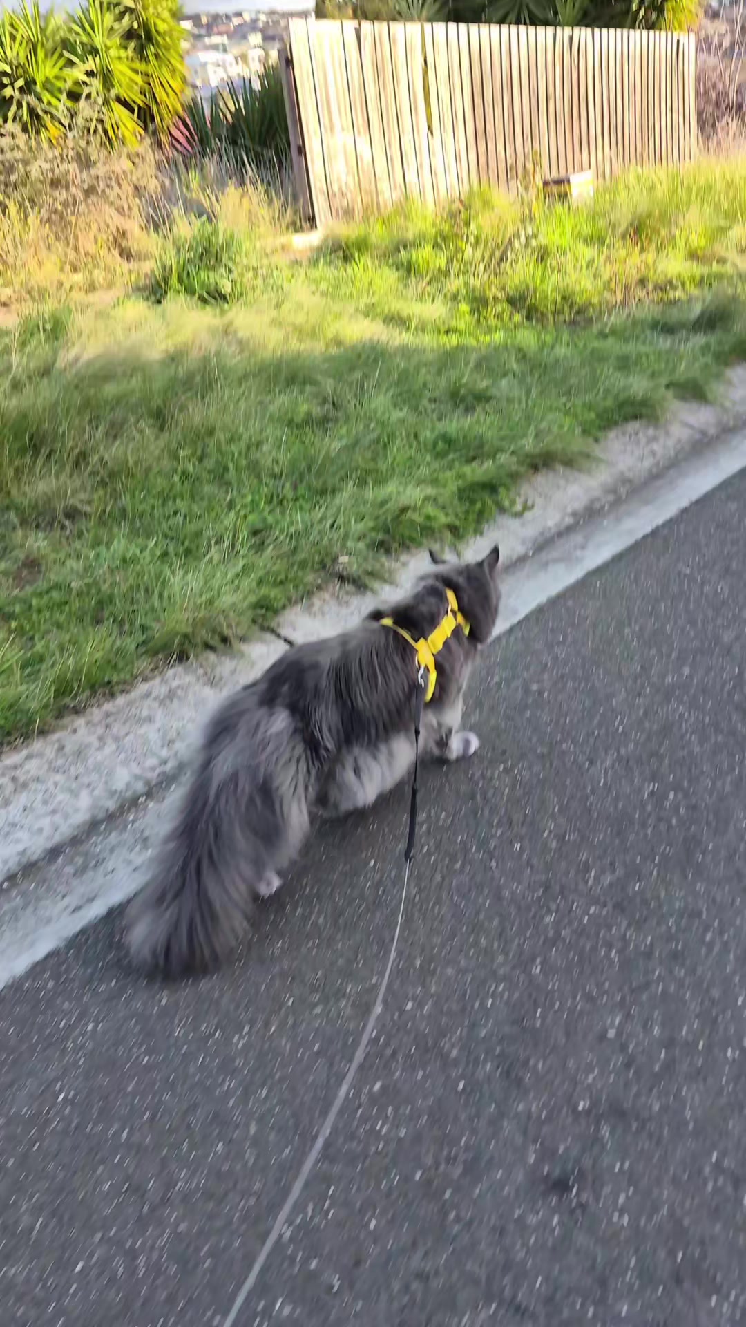 @Ragnar the Maine Coon 🐈