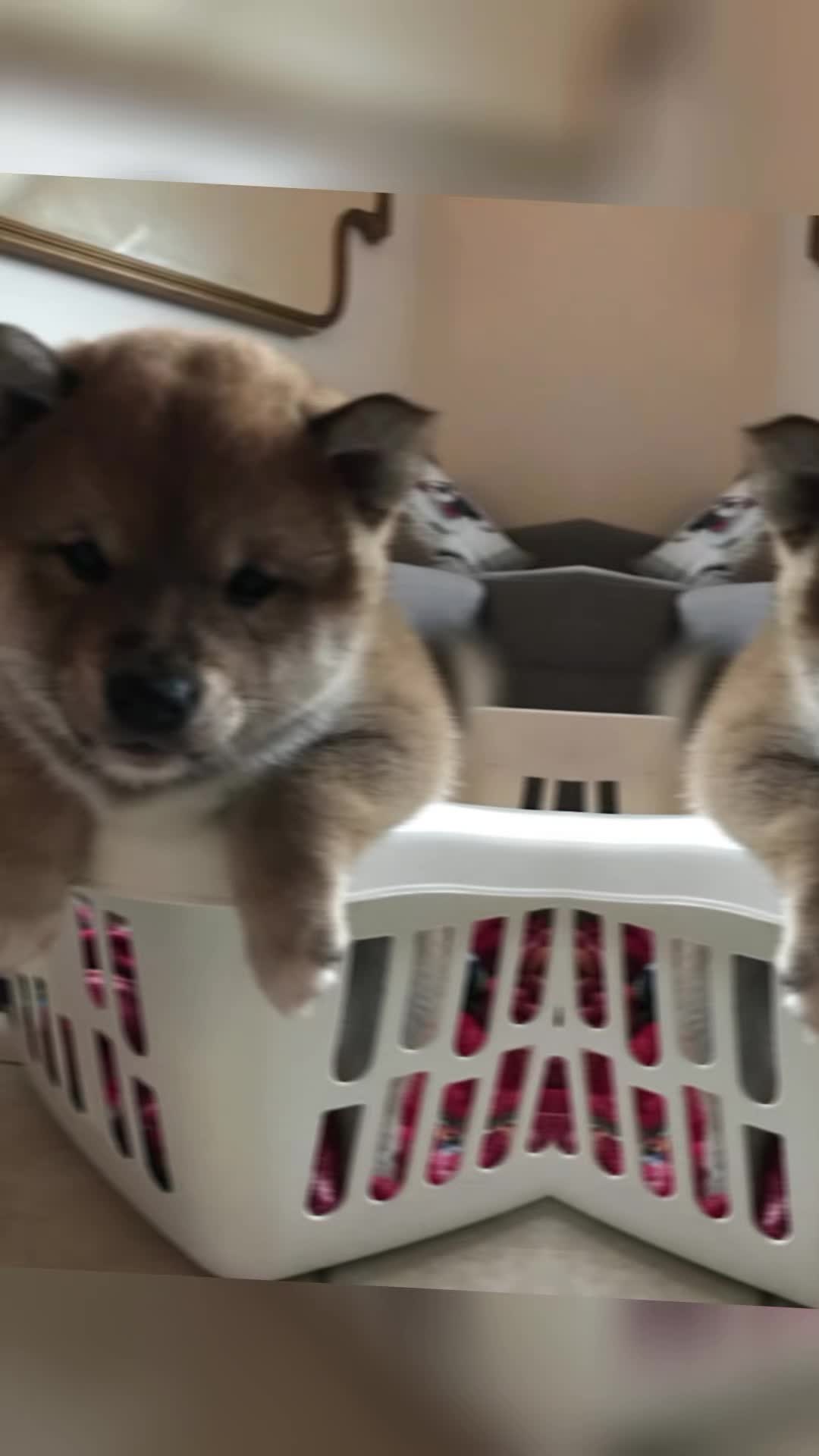 @Mochi Shiba Inu di E.Brignone