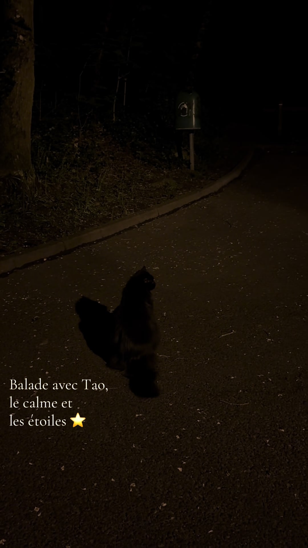@Tao 🐈⬛ et Kiara 🐈⬛