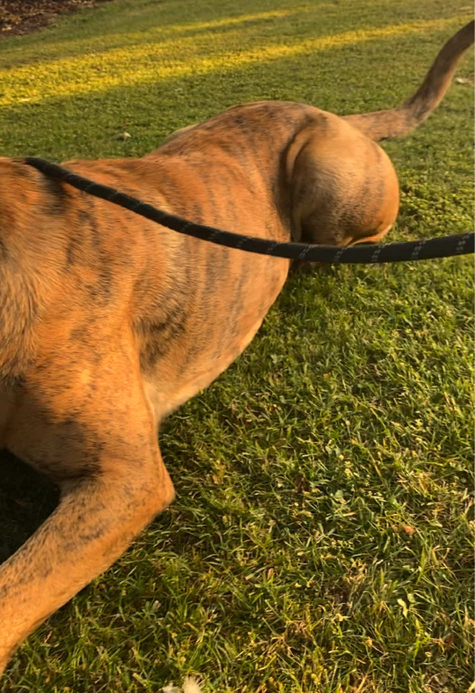@Mooch 💖🍃 PRESA-CANARIO