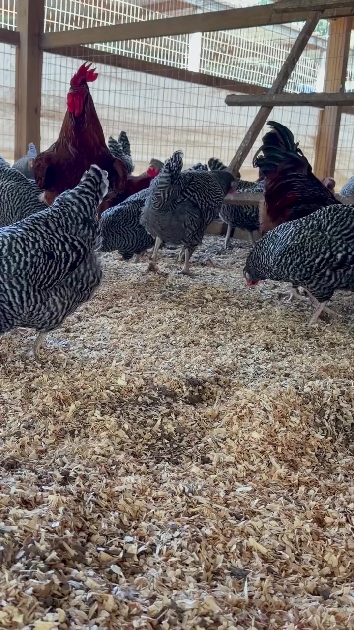 @NDIAYE-BREEDING 🐔