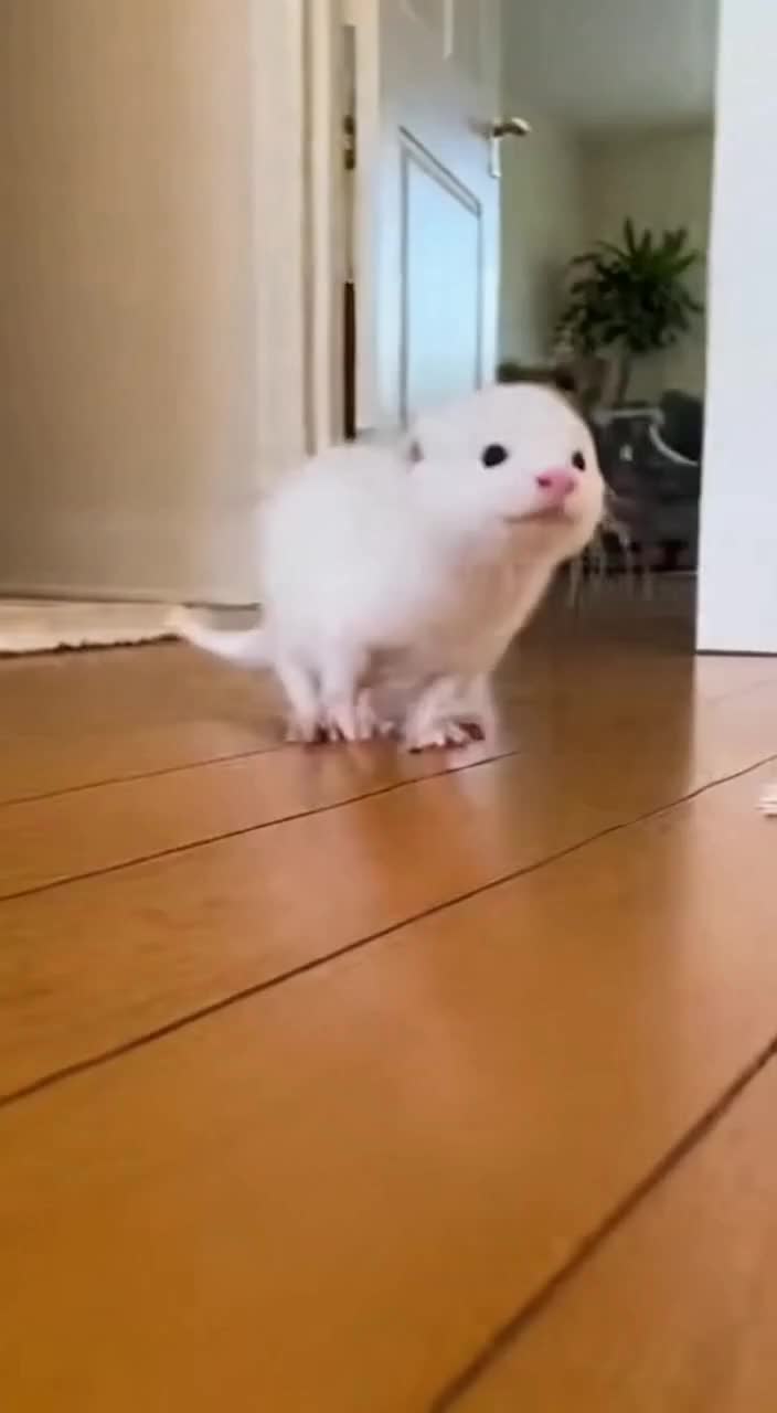 @baby_otters0