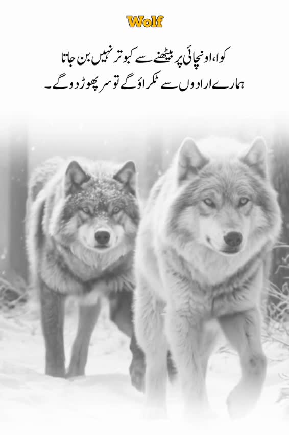 @Wolf 🐺