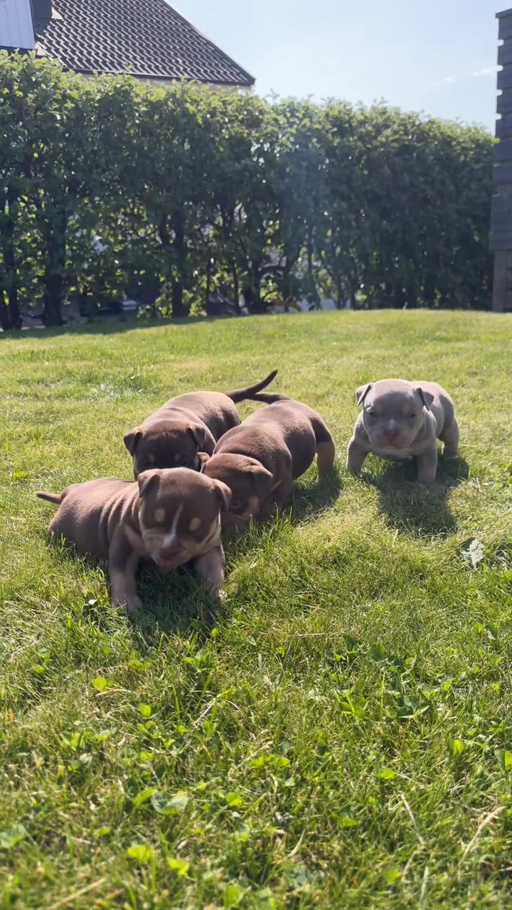 @Beautybullskennel🤍