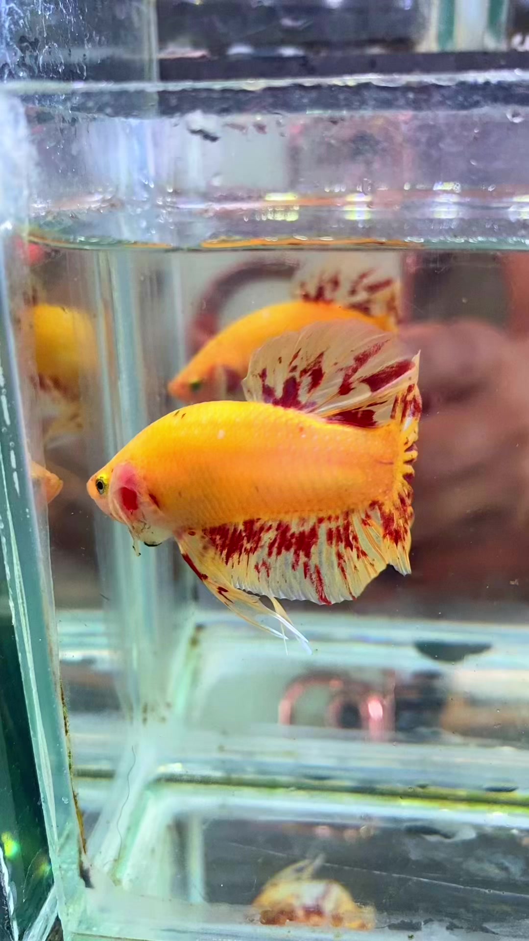 @aman fish