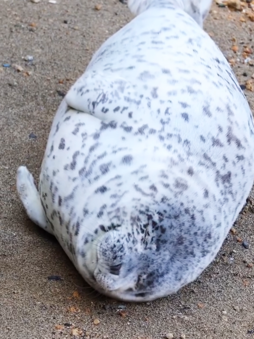 @🩷🎀 seal 🦭🩷