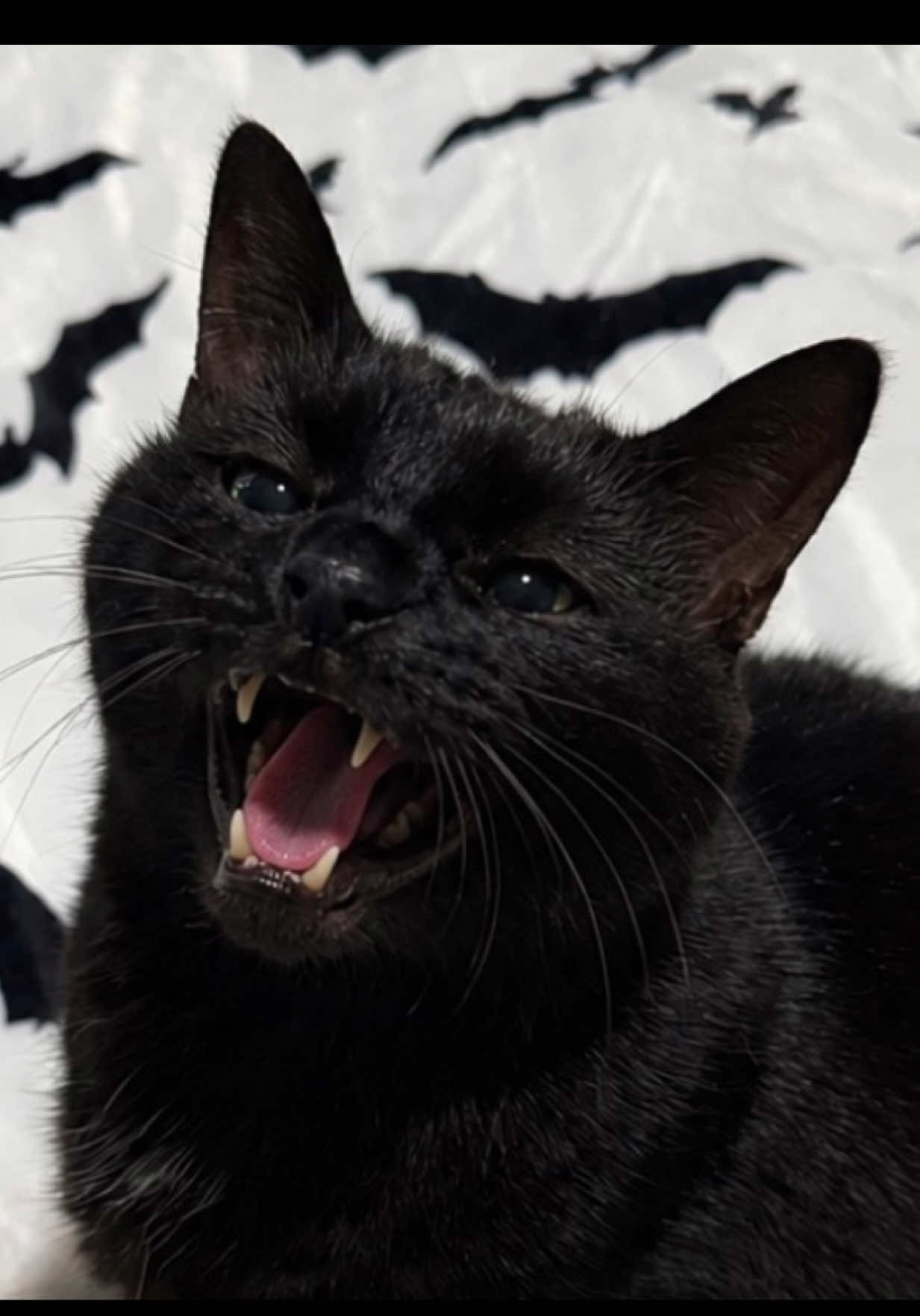 @Teefie_tribe 🐈⬛🐈⬛🐈🦷🦷