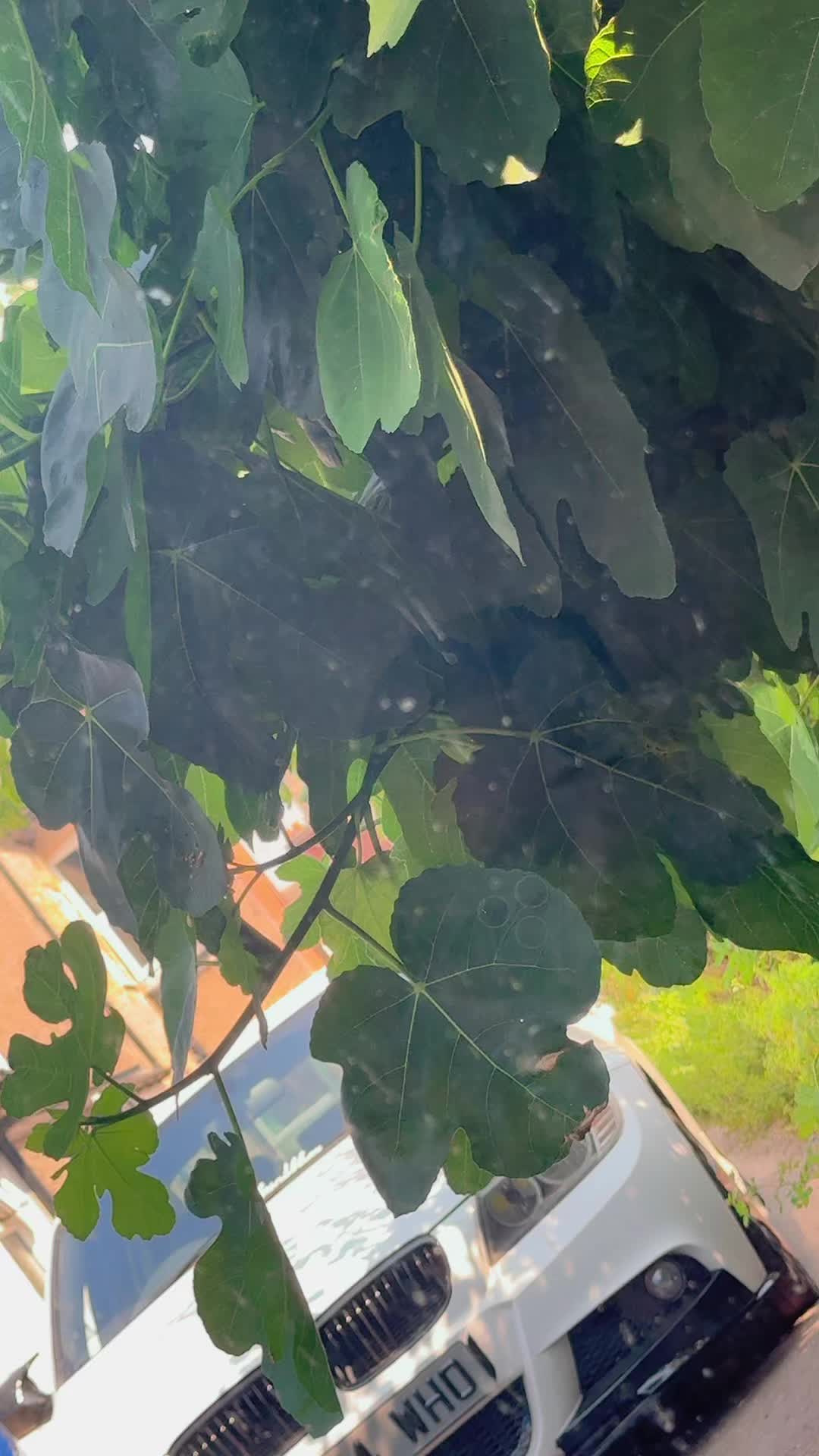 @rajaali_x