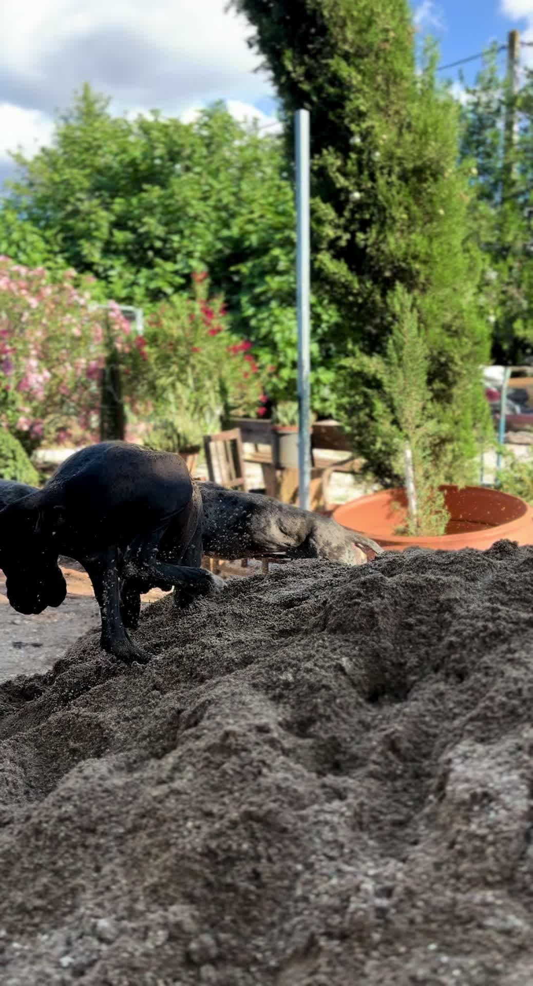 @Dеlмаdоg 🐾
