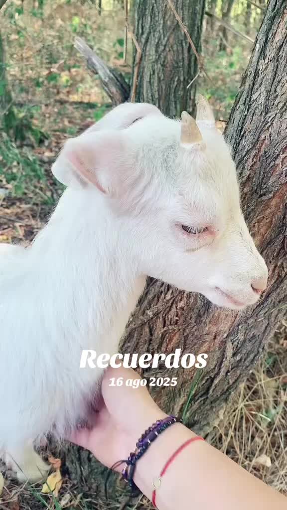 @✨𝕬𝖑𝖎𝖓𝖆𝕬𝖑𝖊𝖘𝖘𝖎𝖆✨