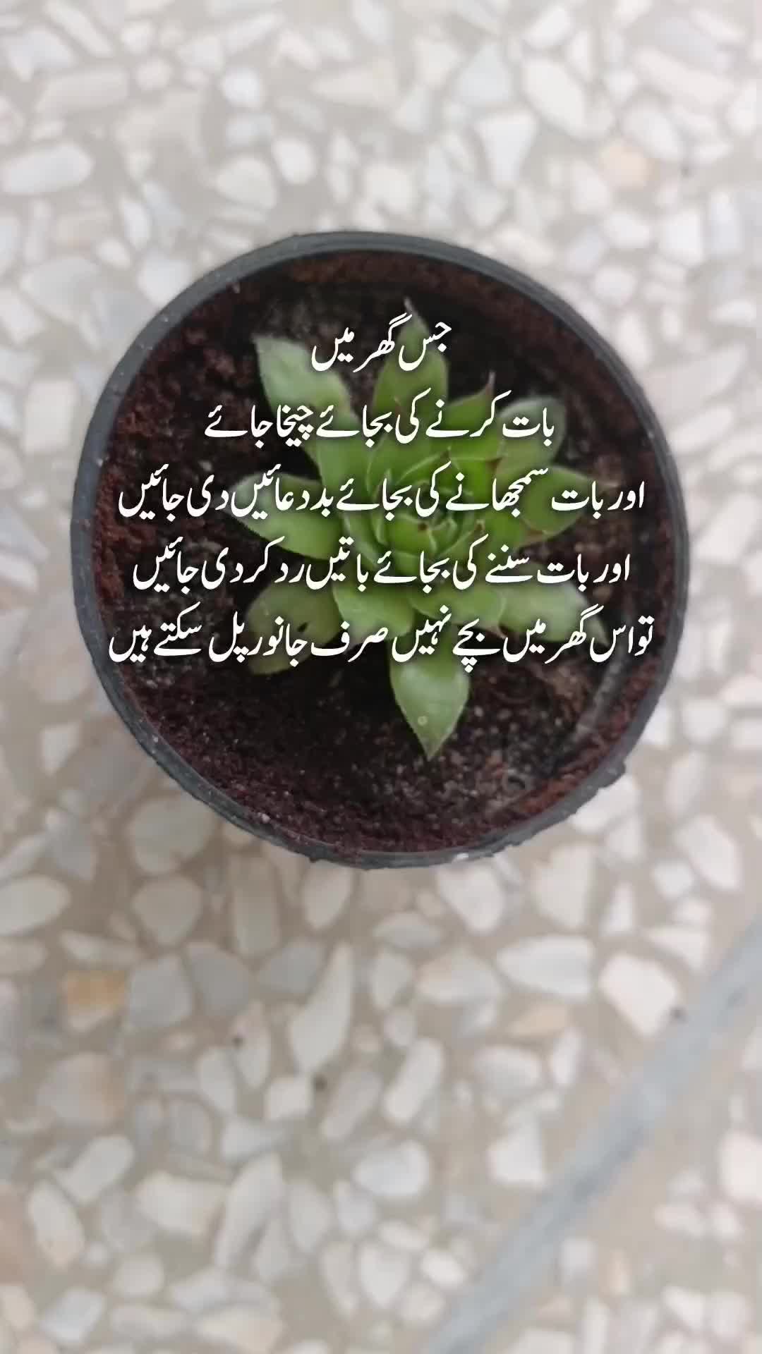 @Kainat Quotes