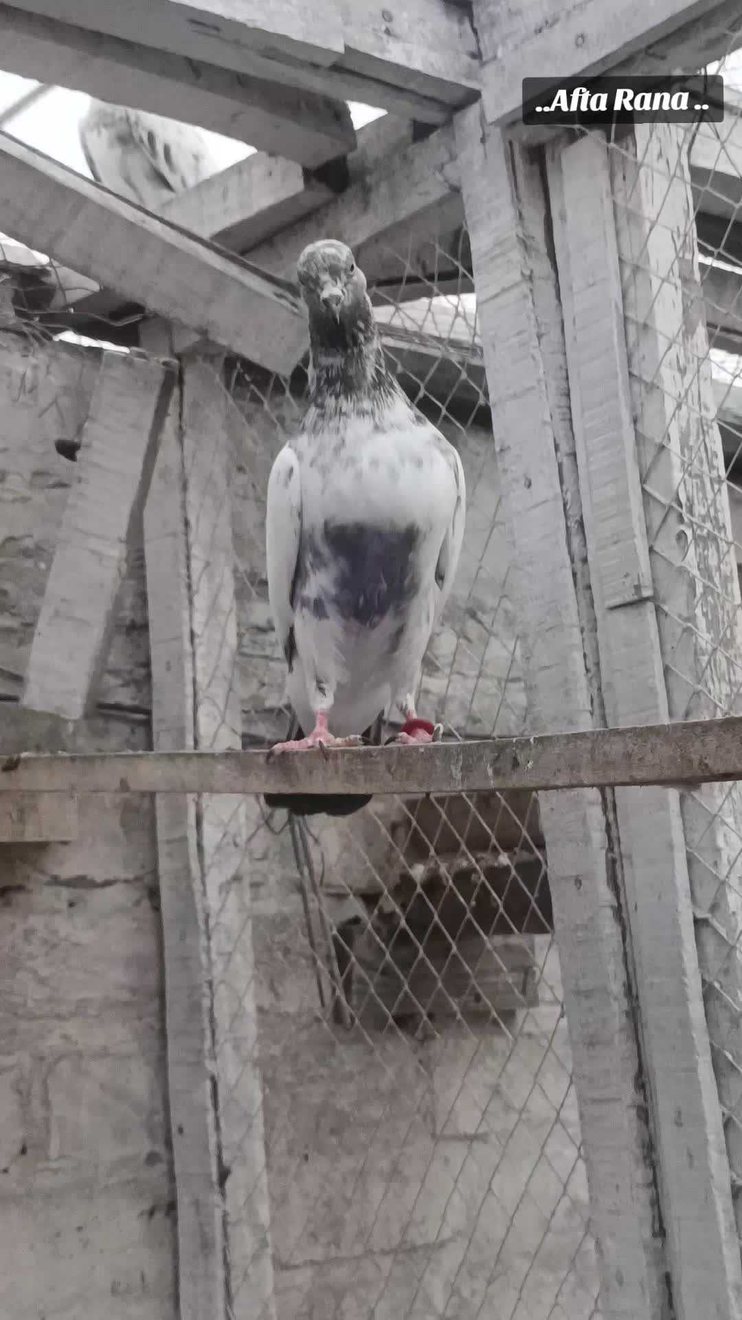 @آفتاب رانا۰۰(میانوالی)