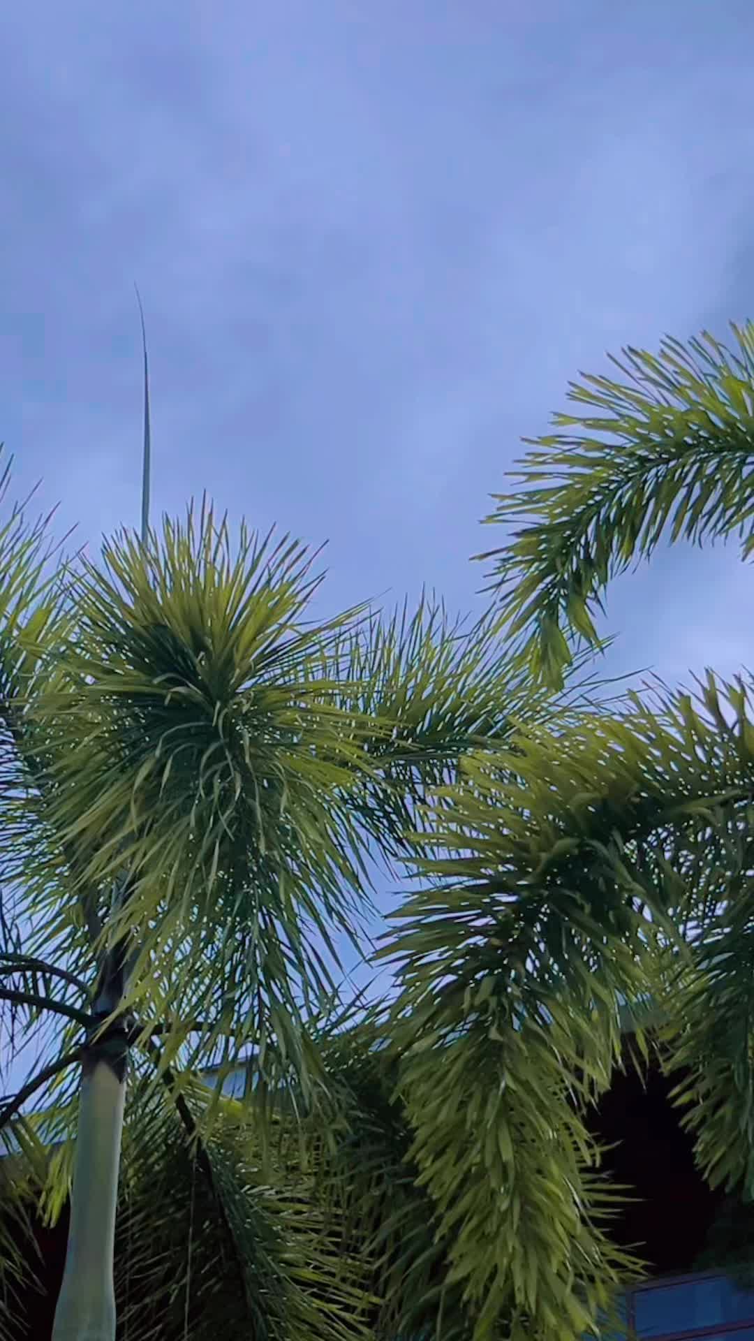@🦚Šãřåvăñâñ2070🦚✨