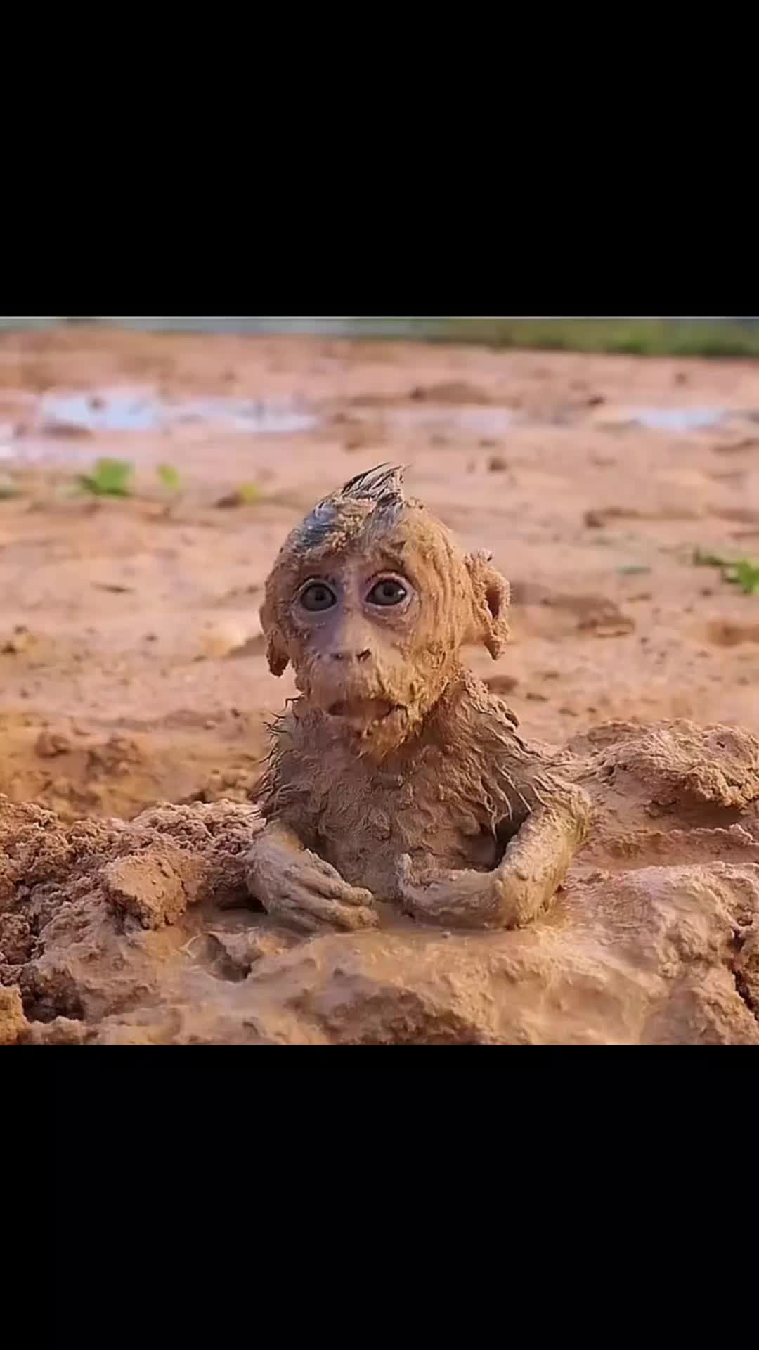 @monkeymoo666