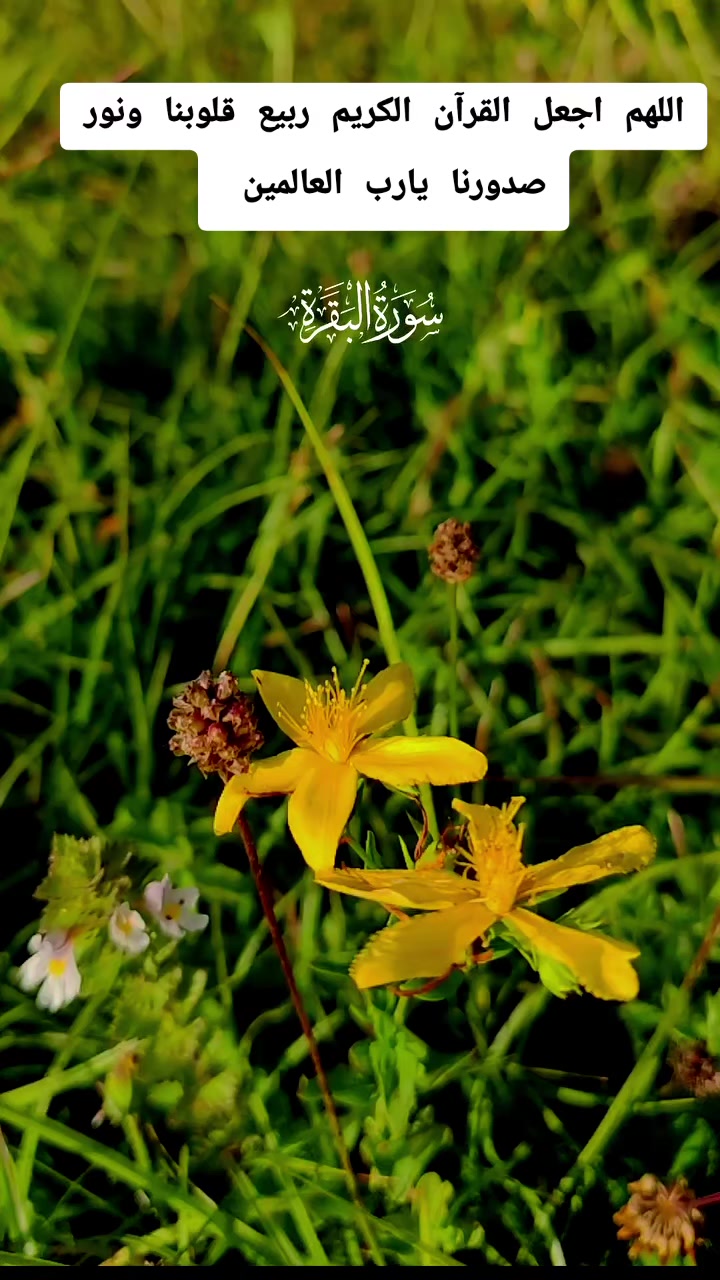@كبشرة العمالقه اخو الشهيد ✌️💪