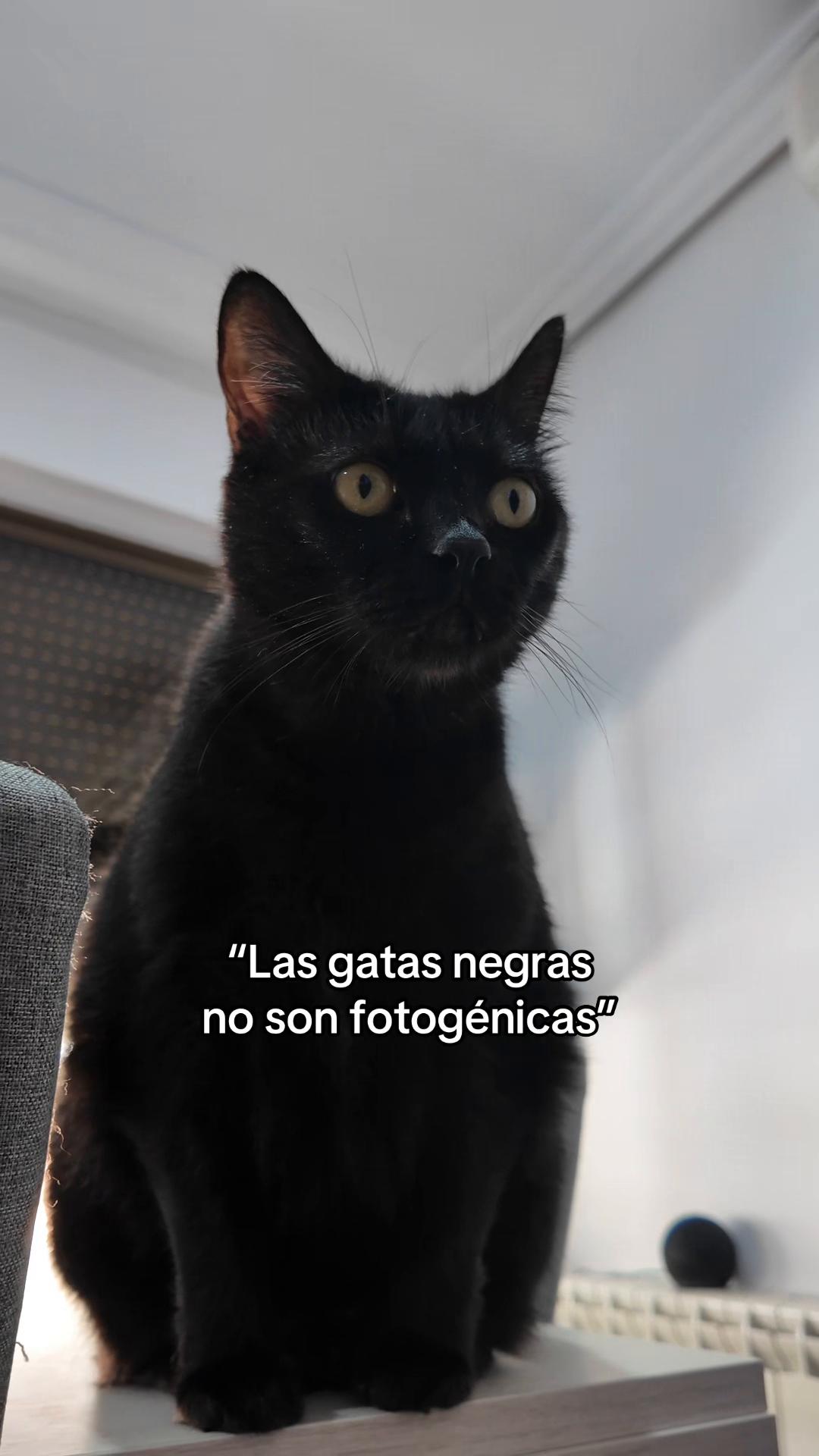 @BlackCatsMatter