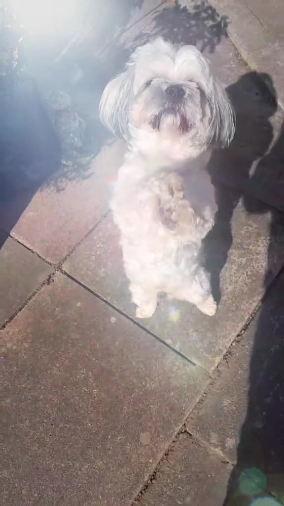 @Teddy bear dancingdog