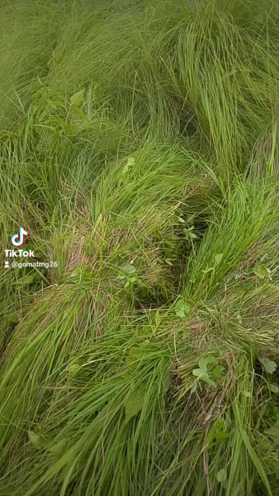 @गोमा तामाङ्ग