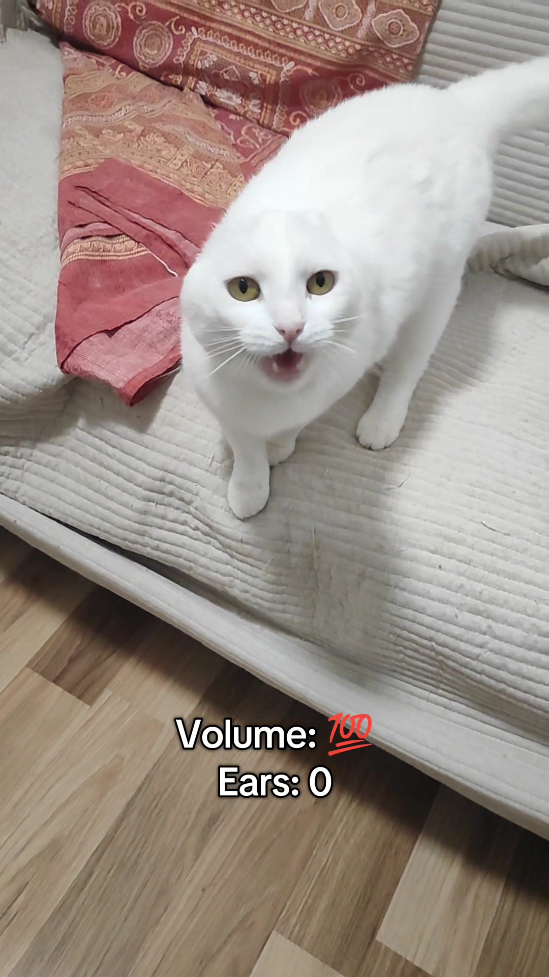 @Fluffy - the persian cat