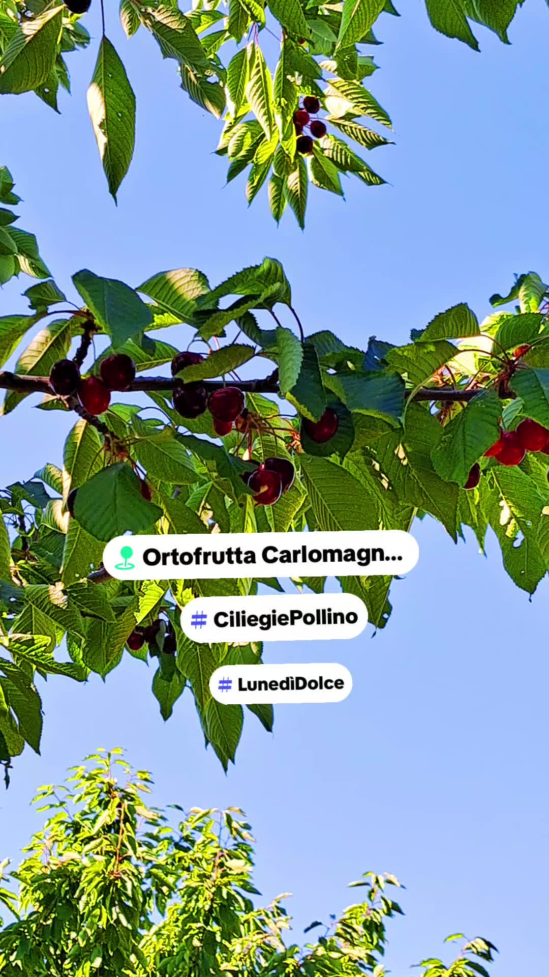 @carlomagnosalvato1