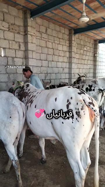 @𝐒𝐡𝐚𝐧𝐢 𝐀𝐦𝐢𝐧
